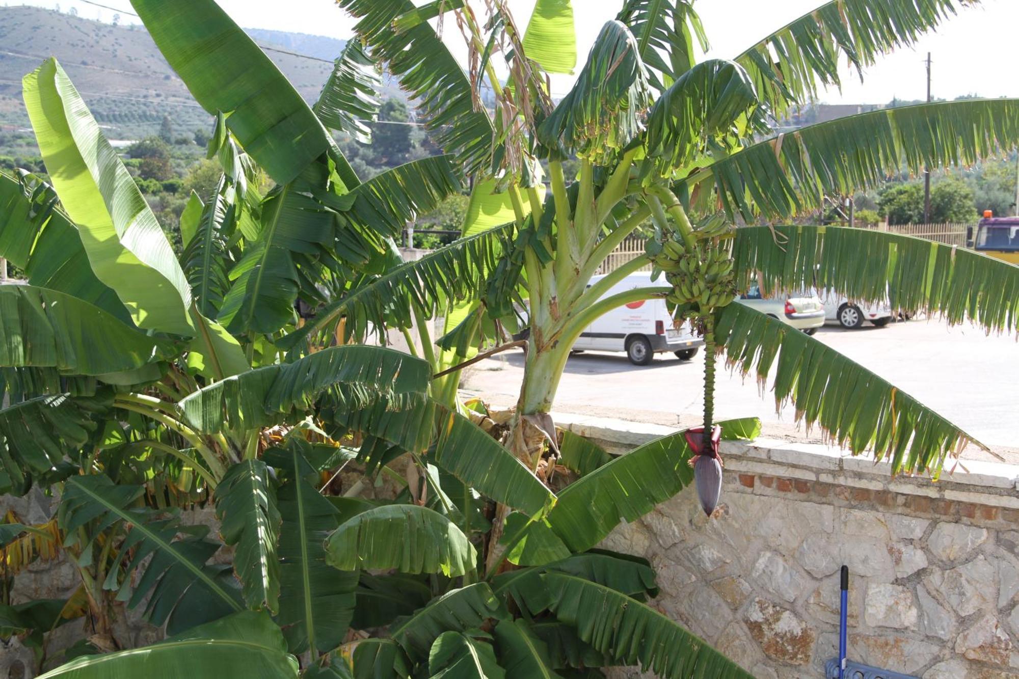 Αριων Village & Suites Nauplie Extérieur photo